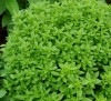 Basil Zeleniy mini